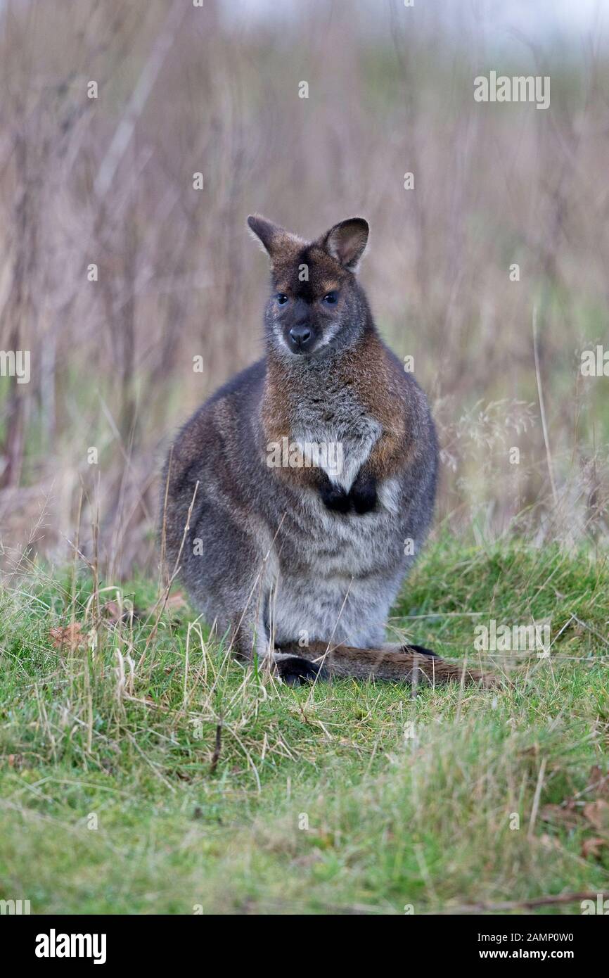 Rothalslaute alias Bennetts Wallaby (Macropus bennetti) GEFANGEN Stockfoto