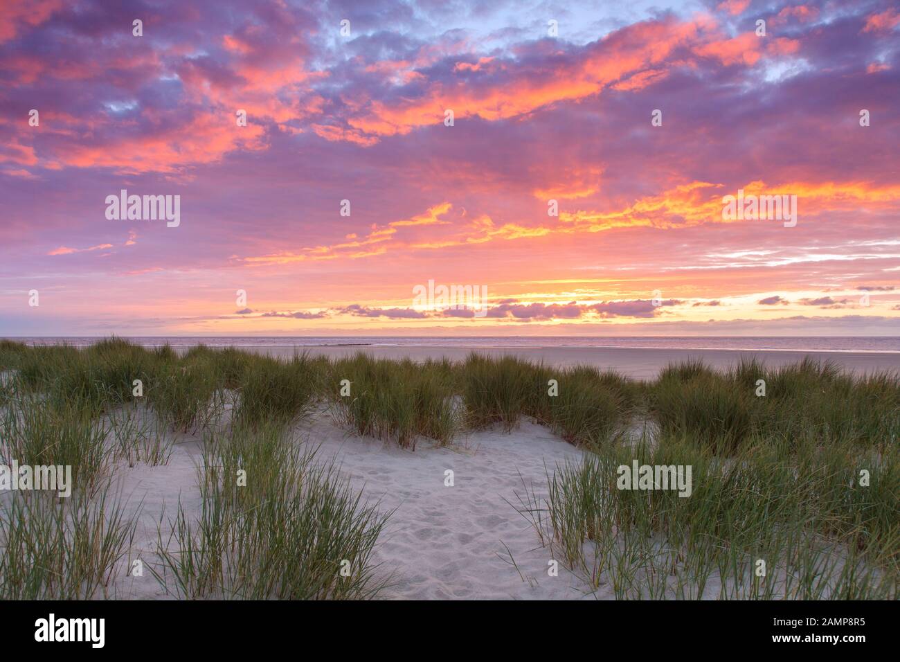 Strand und Marramgras/Strandrasen (Ammophila arenaria) in den Dünen auf Texel bei Sonnenuntergang, Westfriesische Insel im Wattenmeer, Niederlande Stockfoto