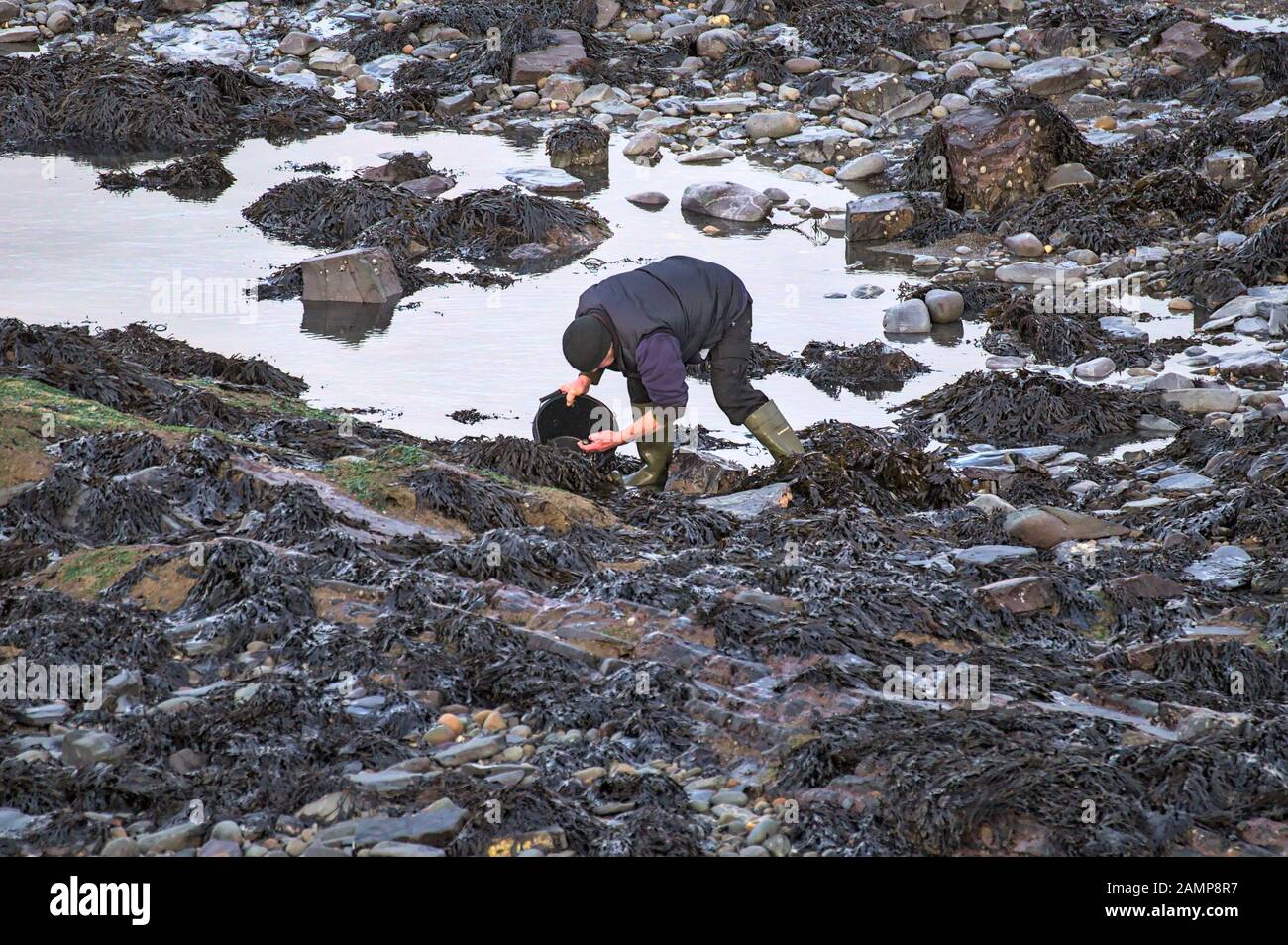 Aberystwyth Ceredigion Wales UK: Einsame männliche Nahrungssuche Strandschnecken und andere Weichtiere unter den Felsen bei Ebbe (Sammeln von Meeresfrüchten von Hand) Stockfoto