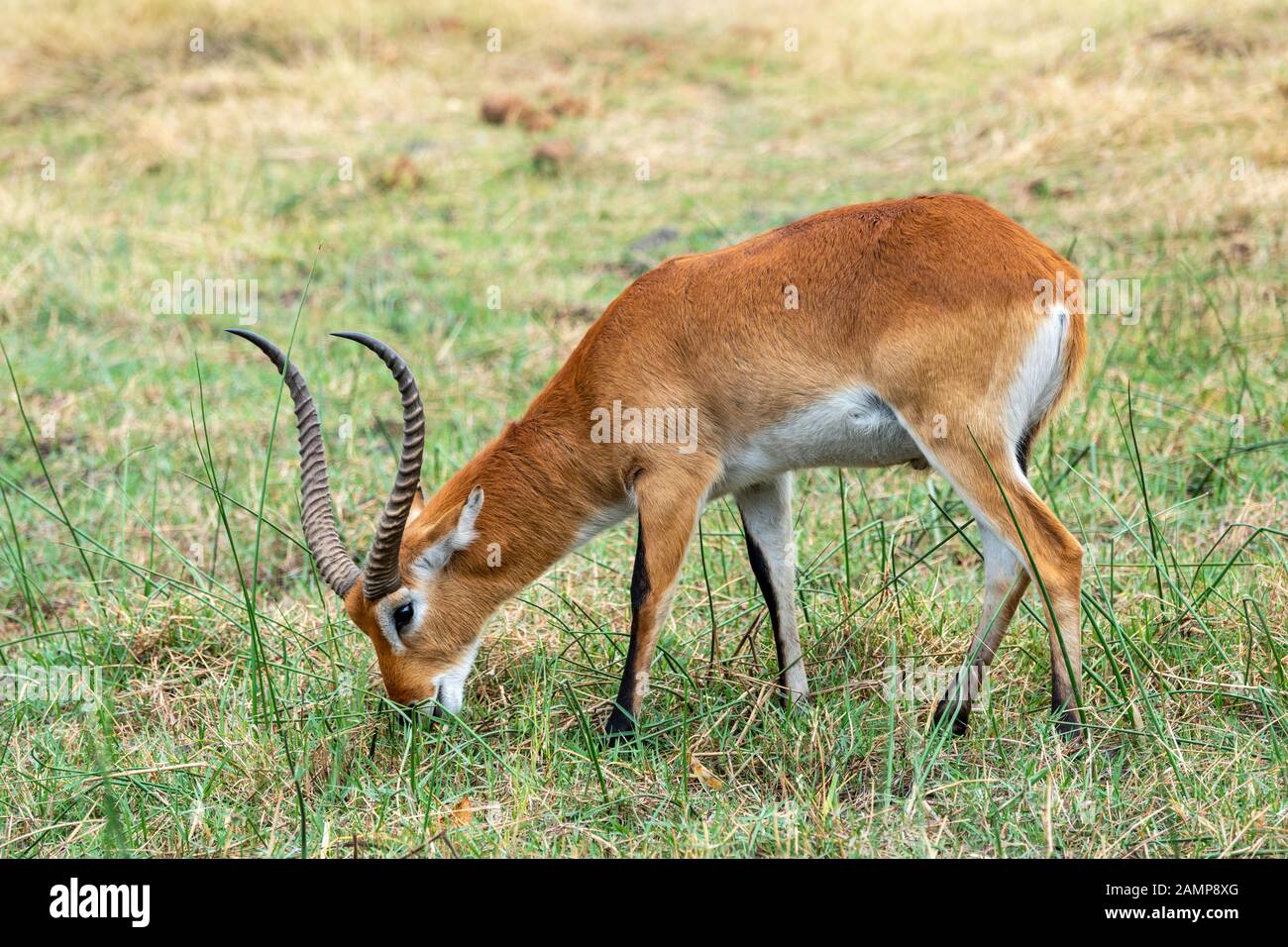 Männliches Lechwe (Kobus lechwe) weidet in Moremi Game Reserve, Okavango Delta, Botswana, Südliches Afrika Stockfoto