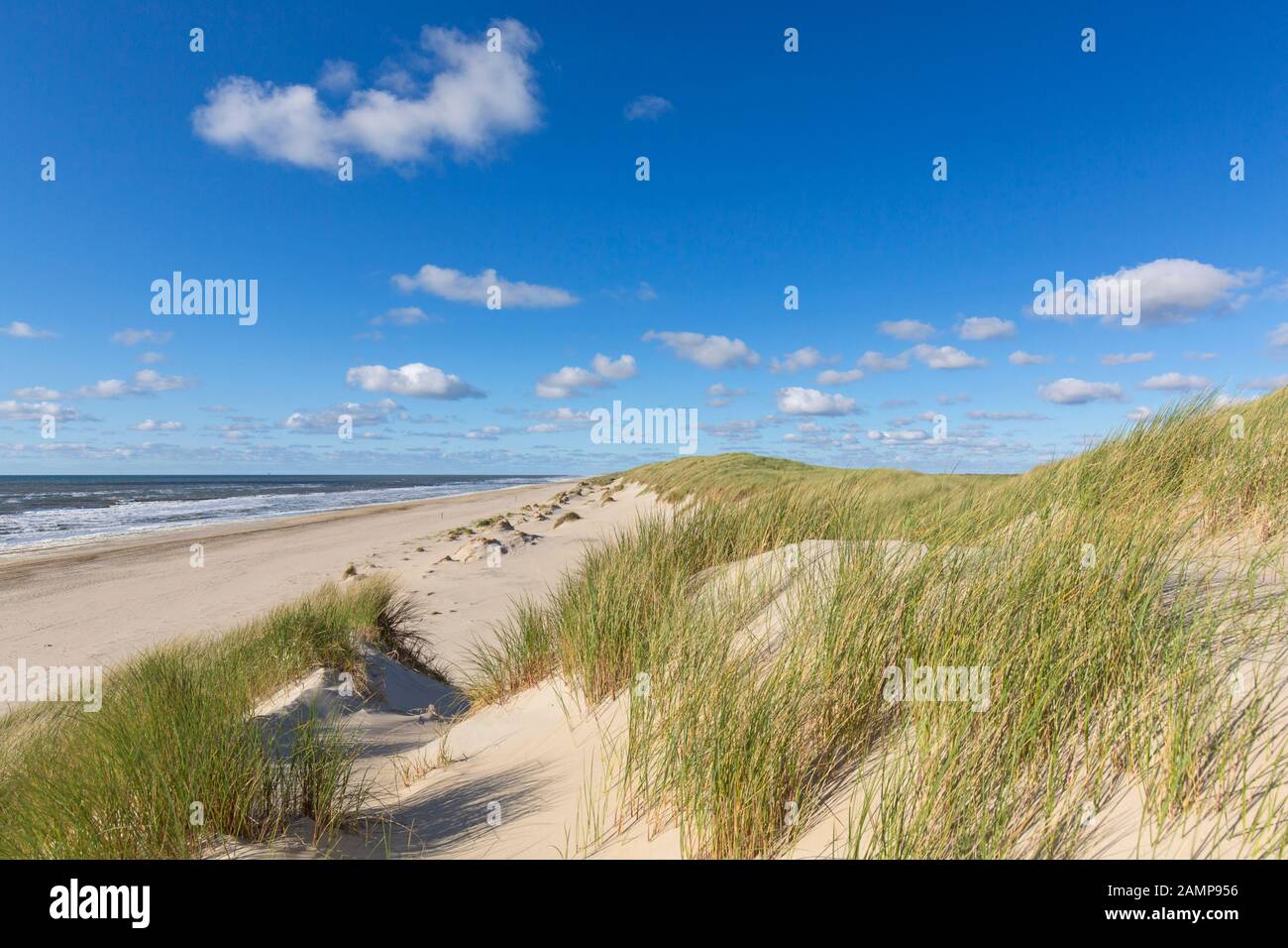 Strand und europäisches Marramgras/Strandgras (Ammophila arenaria) in den Dünen auf Texel, Westfriesische Insel im Wattenmeer, Niederlande Stockfoto