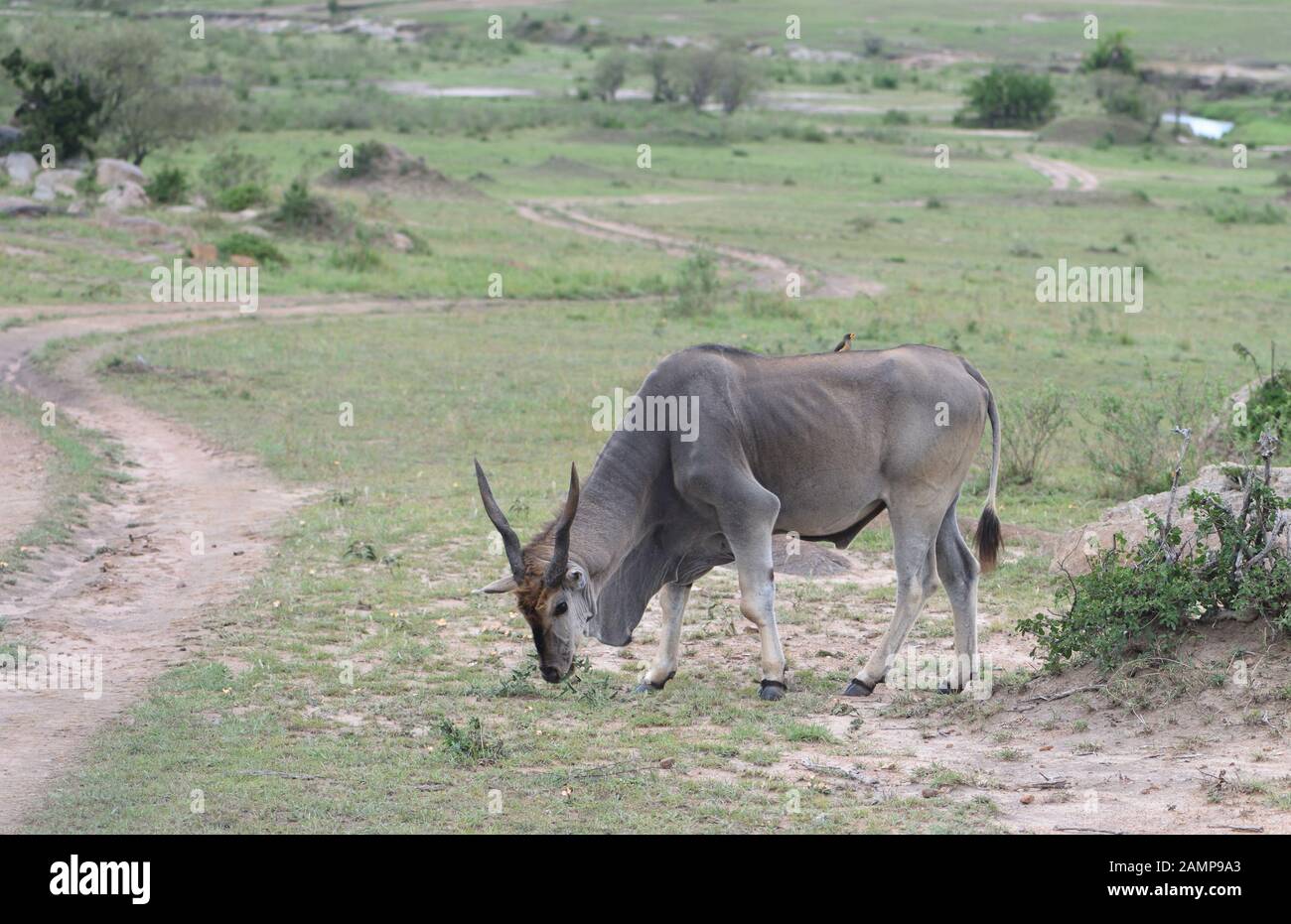 Ein männlicher gemeinsame Elenantilope (taurotragus Oryx) Schürfwunden auf kurzes, trockenes Gras in der Nähe von einem Anschluss in der Nähe des Mara River. Serengeti National Park, Tansania. Stockfoto