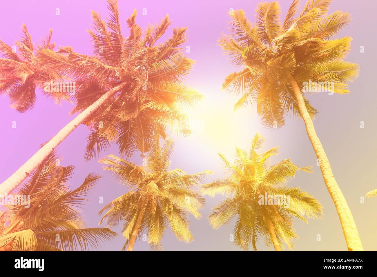 Schöne Palmen Hintergrund Pastellton. Tropischer Vintage-Stil der 80er Jahre. Stockfoto