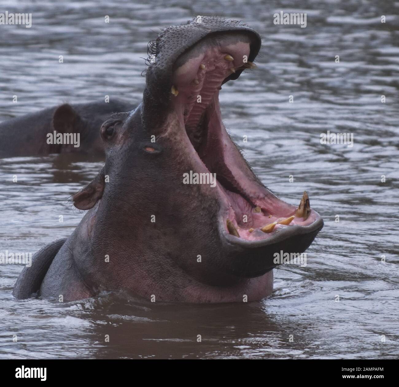 Eine gemeinsame Flusspferd (Hippopotamus amphibius) zeigt seine Dominanz, und die Erde öffnete ihren Mund so weit wie möglich, wodurch seine Stoßzähne, in der zu s geltend machen Stockfoto