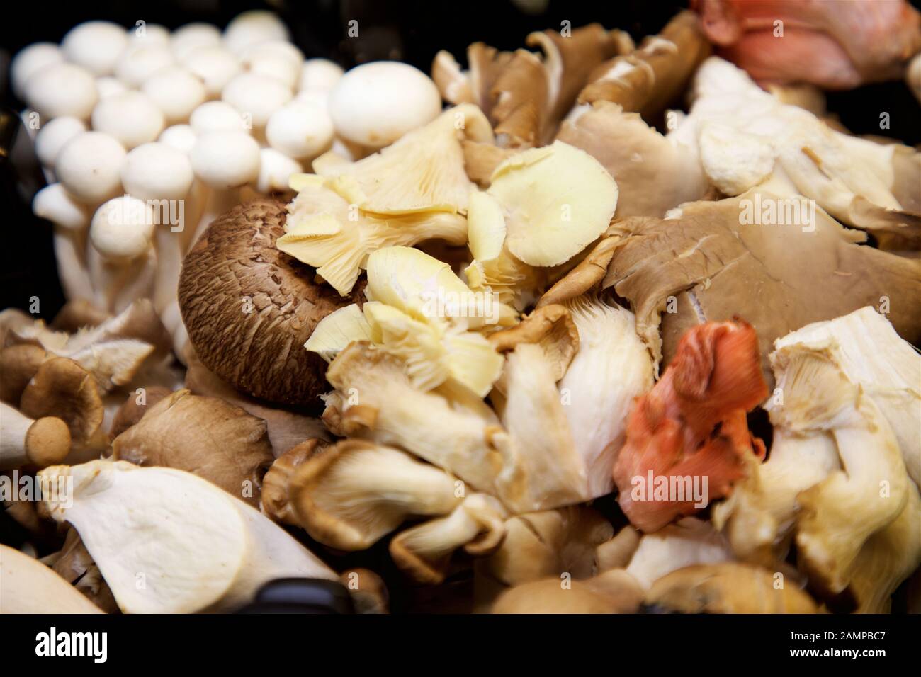 Nahaufnahme einer Sammlung von verschiedenen Pilzen. Stockfoto