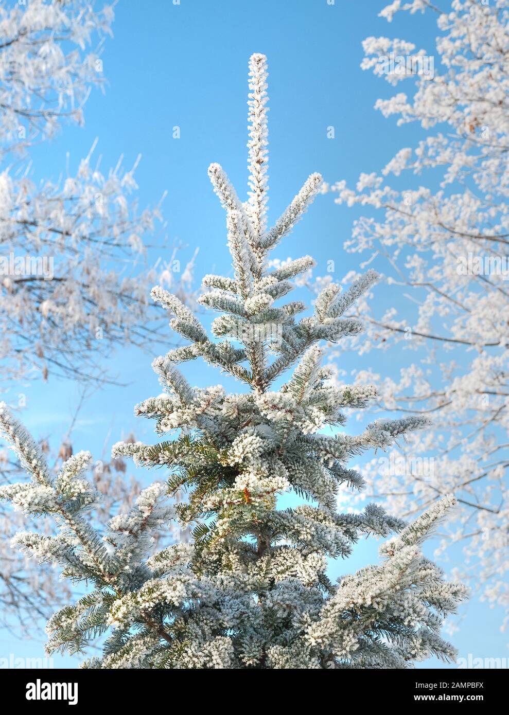 Tannenbaum bedeckt mit weißem Hochfrost vor dem Hintergrund des blauen Himmels Stockfoto