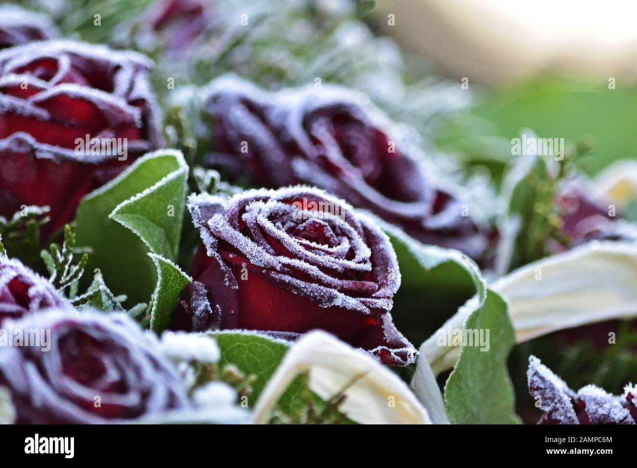 Rosen mit Rime - Winterstimmung Stockfoto