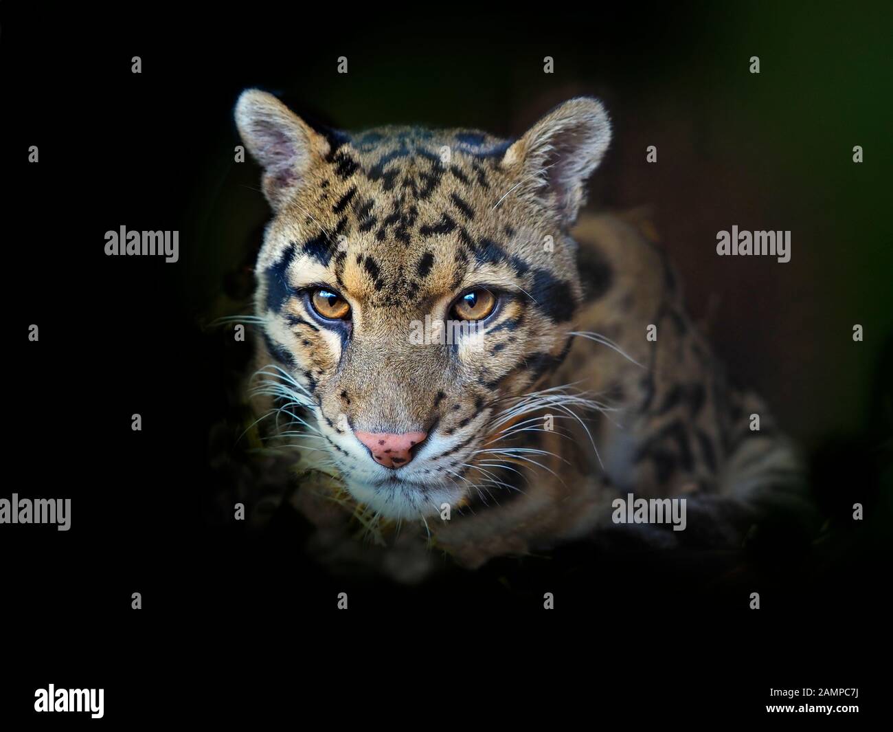 Nebelparder Neofelis nebulosa Captive portrait Stockfoto