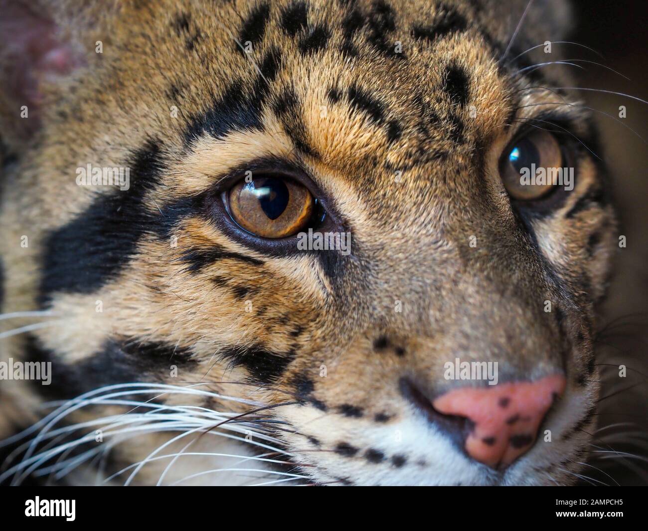 Nebelparder Neofelis nebulosa Captive portrait Stockfoto