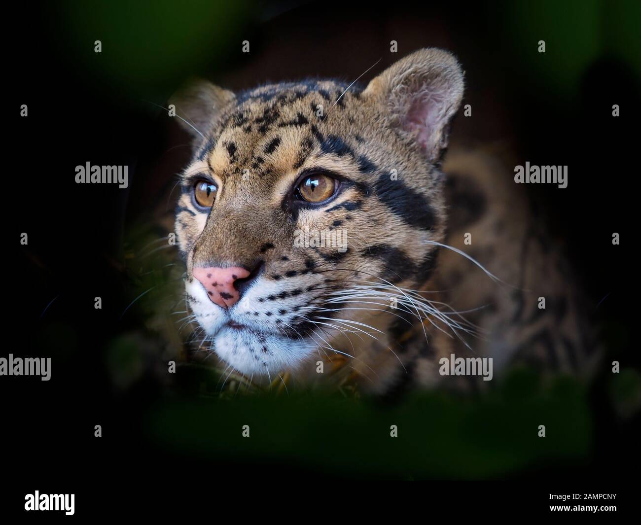 Nebelparder Neofelis nebulosa Captive portrait Stockfoto