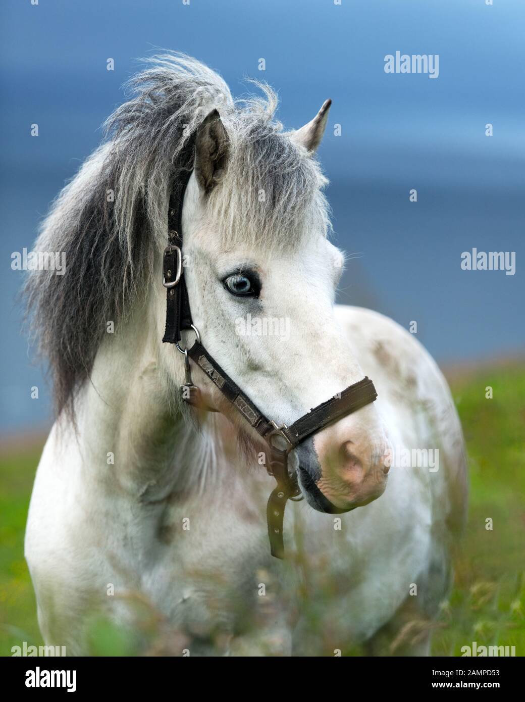 Porträt des weißen isländischen Pferdes mit blauen Augen im Nahbereich Stockfoto