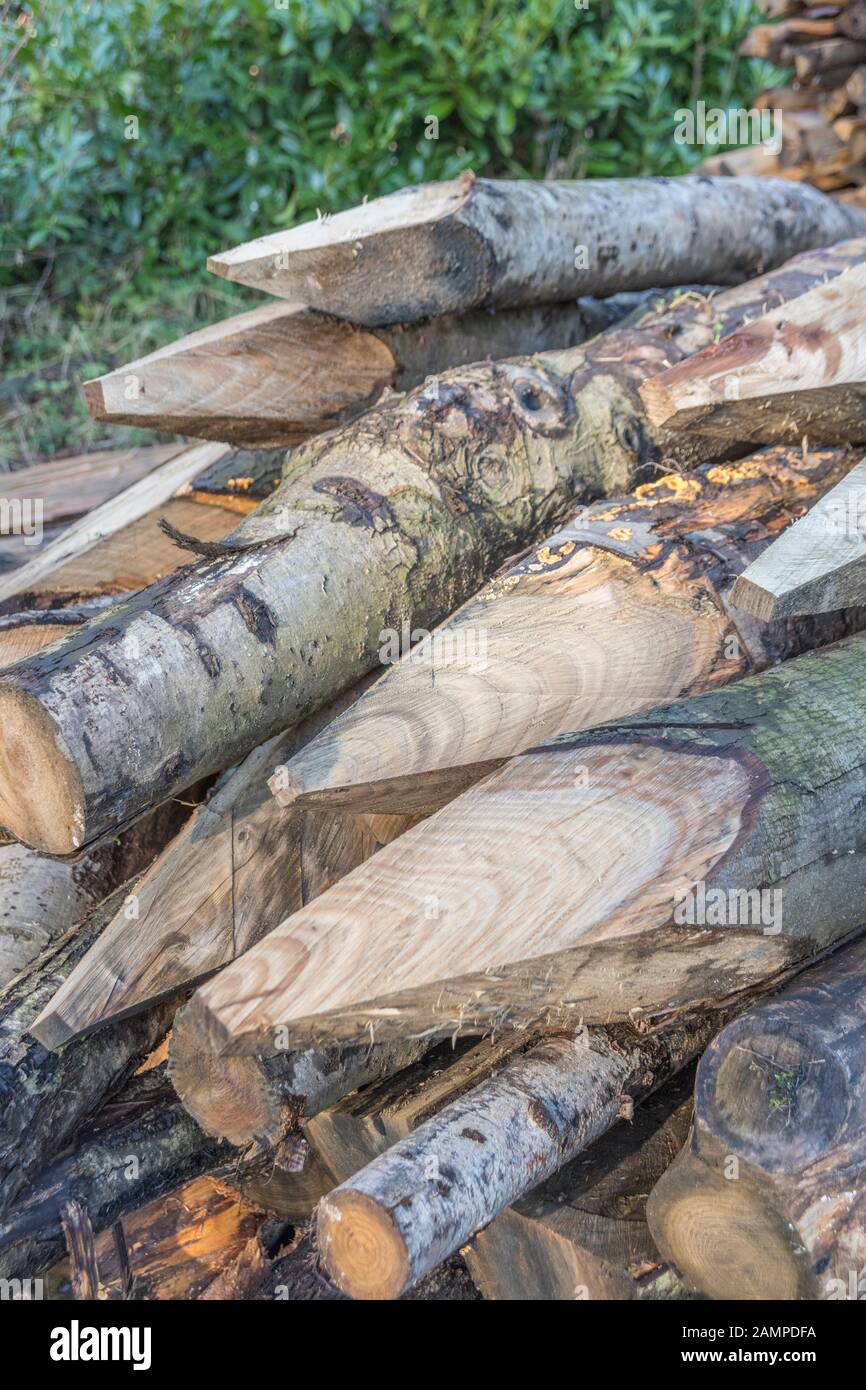 Gestapelt/Stack von unbehandeltem Holz Zäune Beiträge in eine Forstwirtschaft Holzeinschlag. Metapher: hingewiesen, bis zu dem Punkt, scharf. Stockfoto