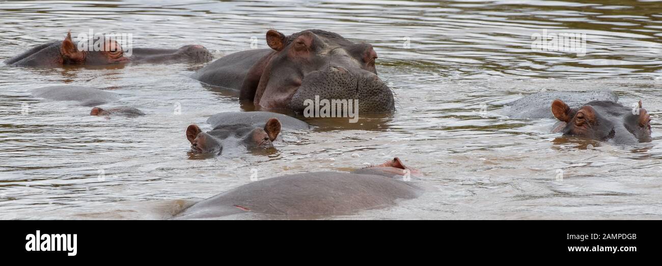 Gemeinsame Flusspferd (Hippopotamus amphibius) wälzen sie sich in den Untiefen des Mara River. Serengeti National Park, Tansania. Stockfoto