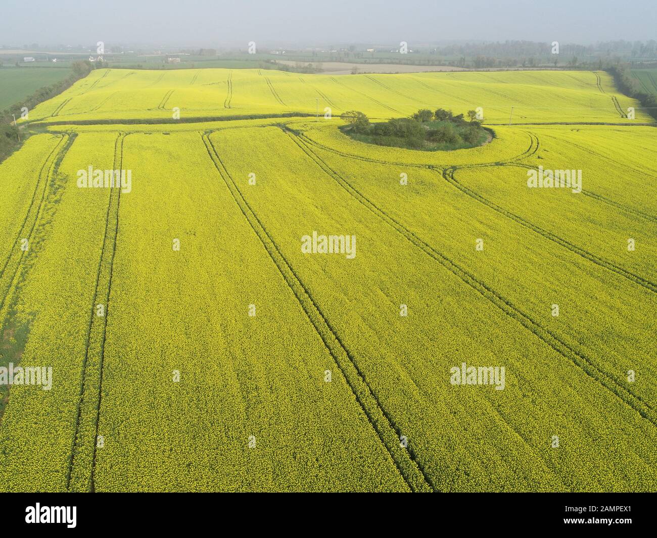 Drone Luftaufnahme eines Raps Feld in der Blüte im Osten der Republik Irland. Stockfoto
