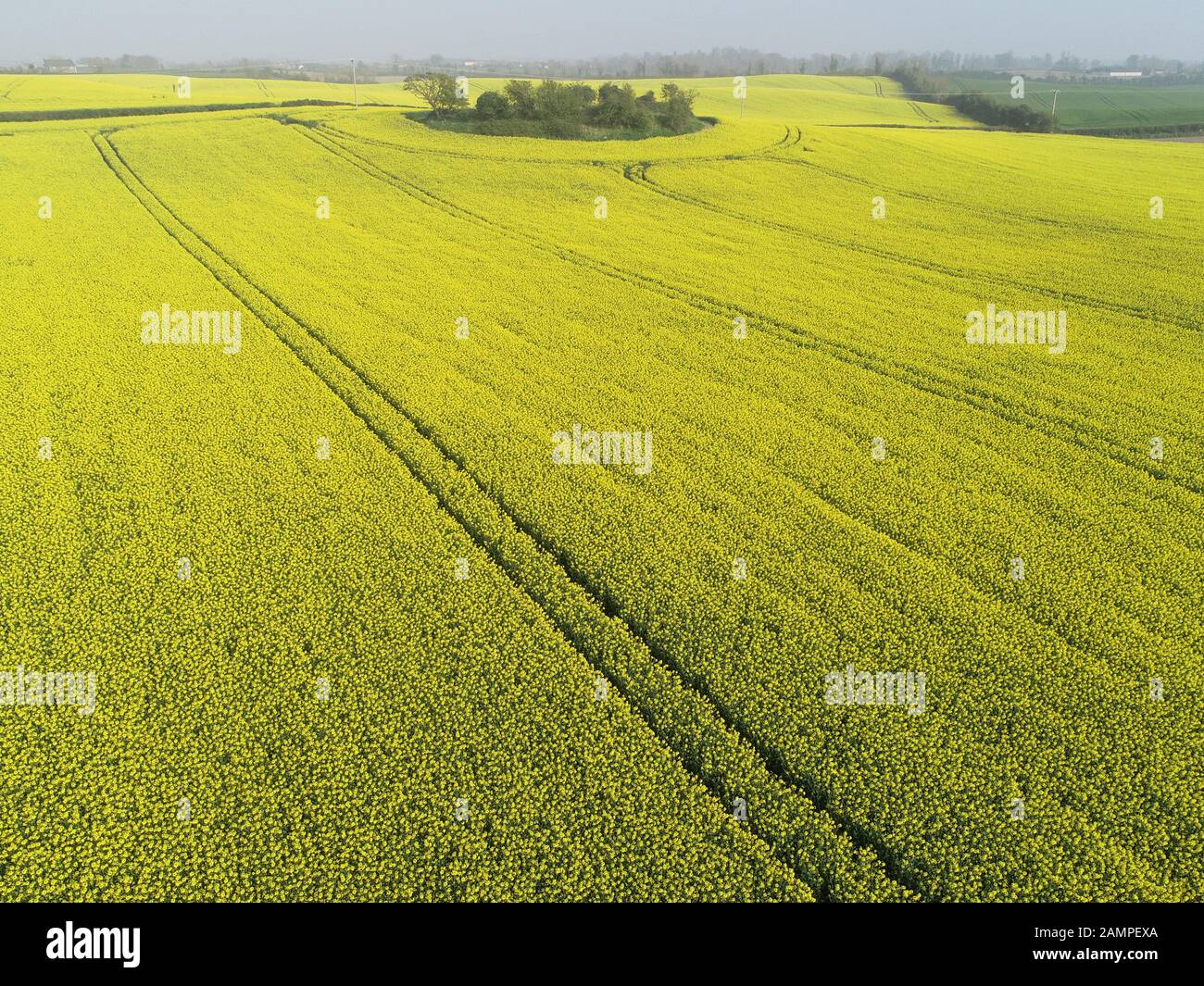 Drone Luftaufnahme eines Raps Feld in der Blüte im Osten der Republik Irland. Stockfoto