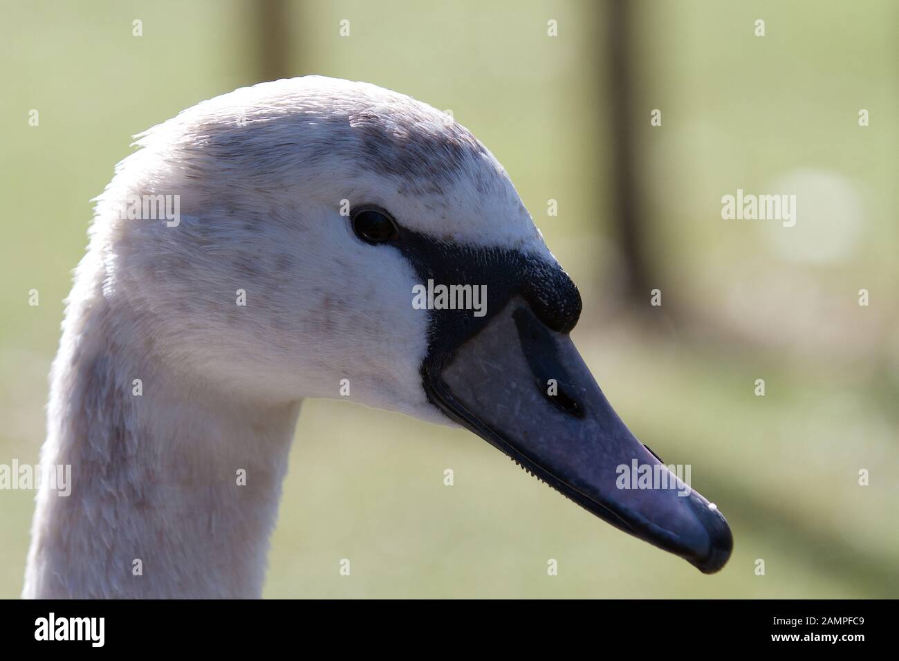 Nahaufnahme von einem Schwan Kopf Stockfoto