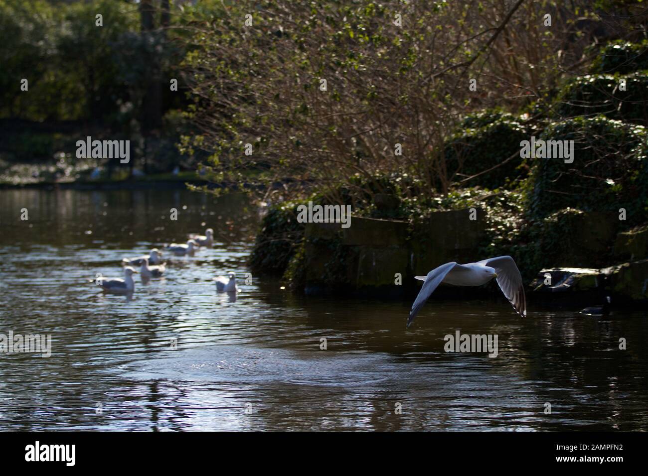 Möwe im Flug. Stockfoto