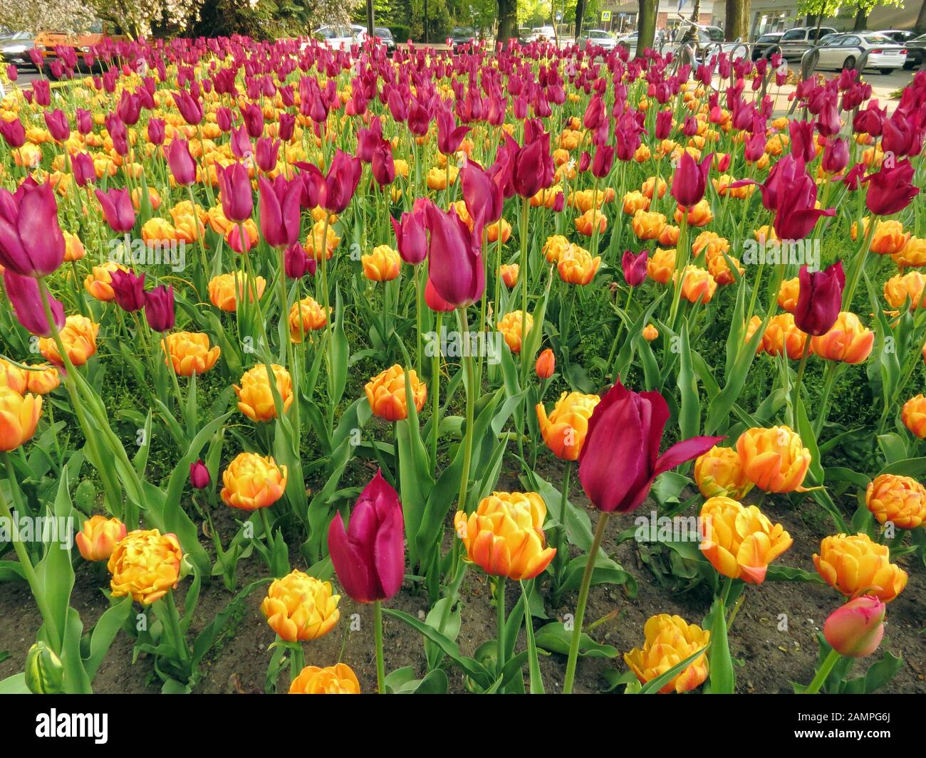 Tausende Tulpen in einem öffentlichen Park in sopot polen Stockfoto