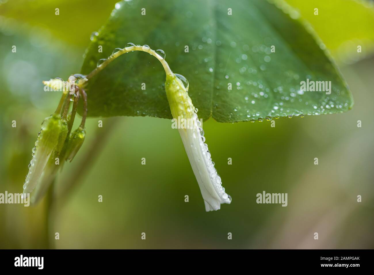Makrobild von Shamrock-Blumen mit Regentropfen auf ihnen. Stockfoto