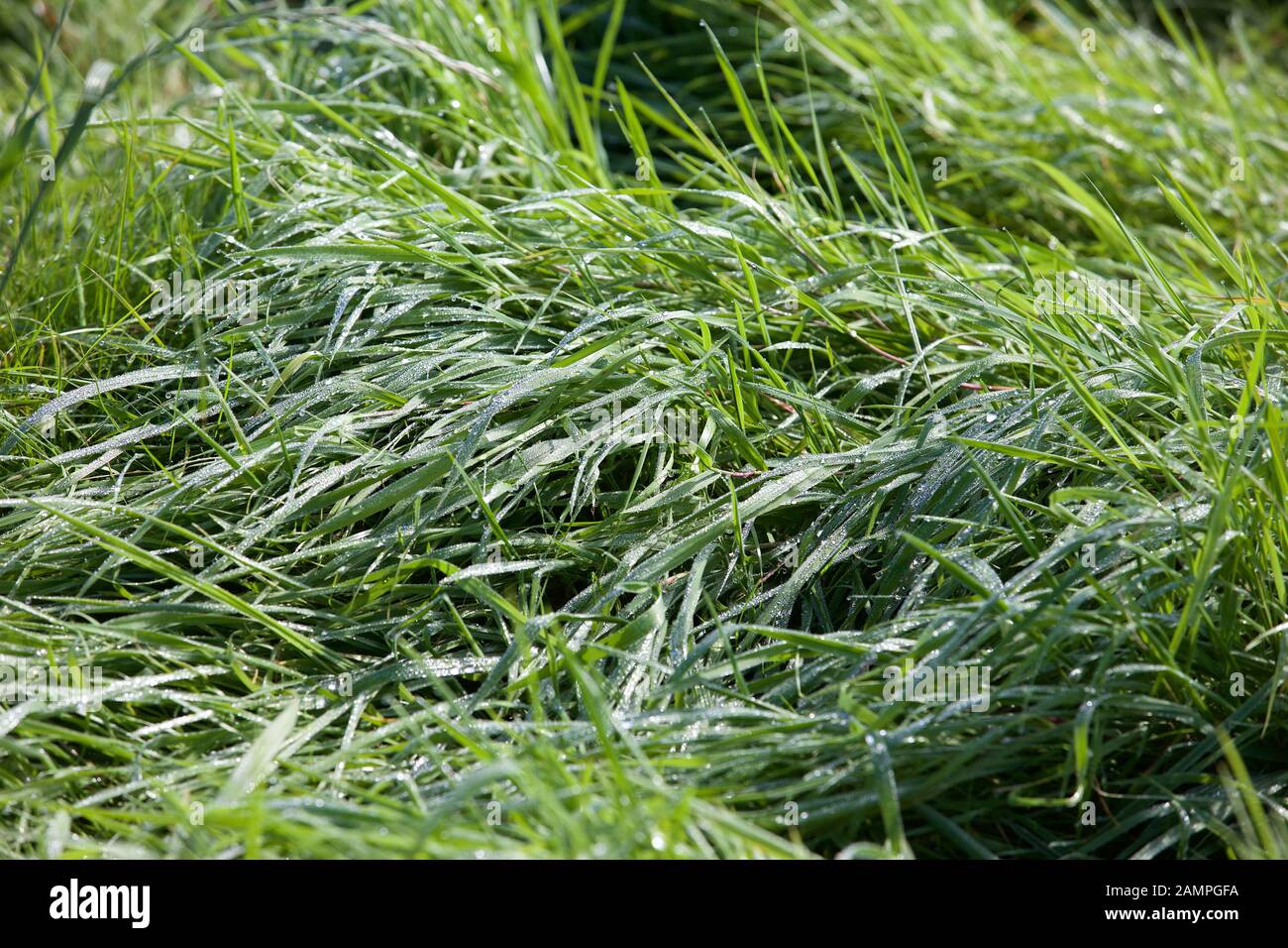 Üppig grüne Gras mit Tautropfen. Stockfoto