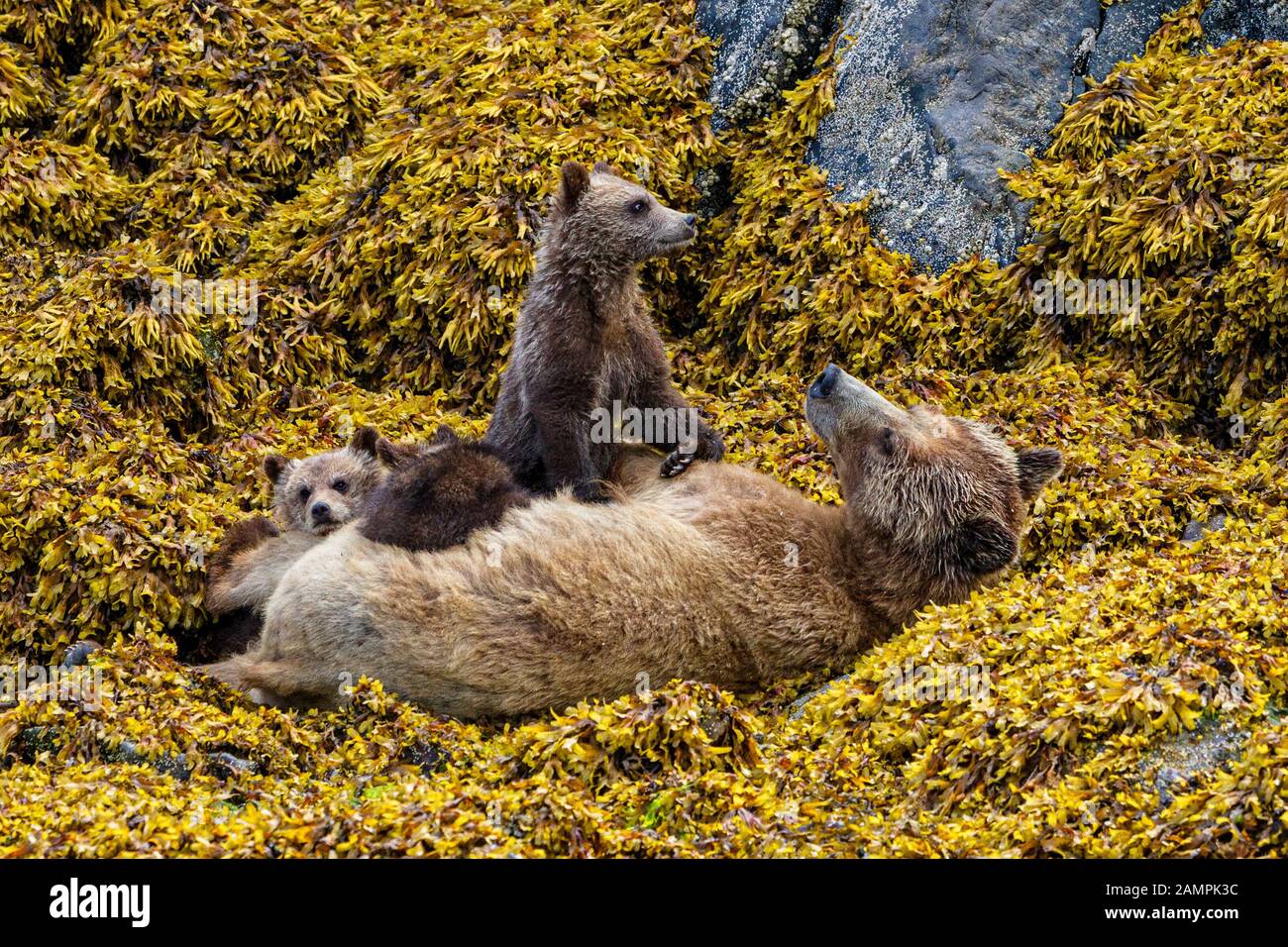 Grizzly Bear Mama mit ihren 3 Jungen, die bei Ebbe in Seetang entlang des Knight Inlet Shore, First Nations Territory, British Columbia, Kanada ruhen. Stockfoto