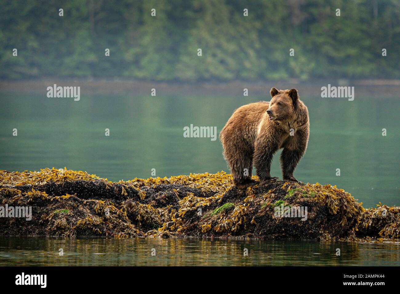 Grizzly Bär, der auf Muscheln entlang der Niedrigwasserlinie in Knight Inlet, First Nations Territory, British Columbia, Kanada, aufforst. Stockfoto