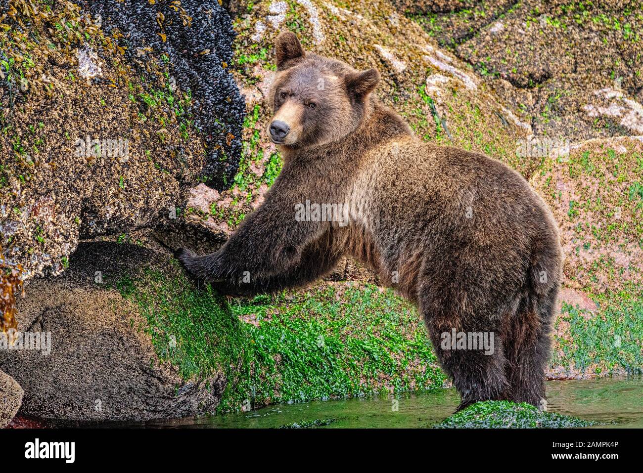 Grizzly Bär, der auf Muscheln entlang der Niedrigwasserlinie in Knight Inlet, First Nations Territory, British Columbia, Kanada, aufforst. Stockfoto