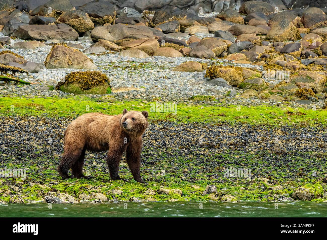 Weiblicher Grizzlybär ( Ursus arctos) schnüffelt entlang der niedrigen Tideline in bunt Knight Inlet, First Nations Territory, British Columbia, Kanada. Stockfoto