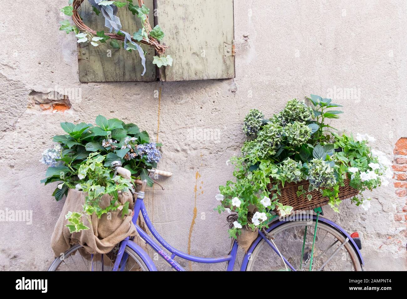 Lila Fahrrad mit Blumen in Fahrradtasche, Ligurien, Italien Stockfotografie  - Alamy