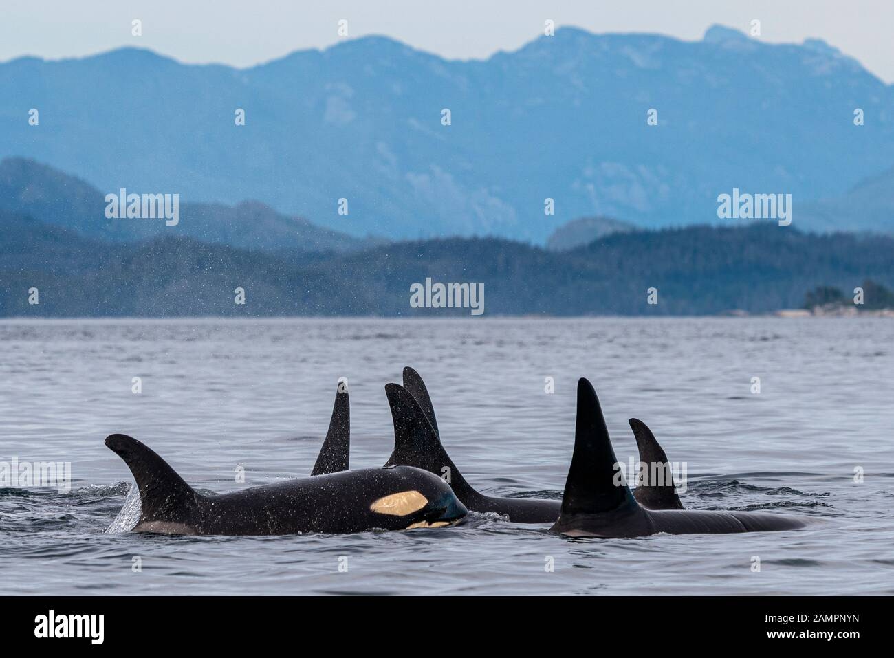 A30s, I35s Northern Resident Killer Whales (Orcinus Orca) in der Queen Charlotte Strait in der Nähe des Broughton Archipels, First Nations Territory, Brit Stockfoto