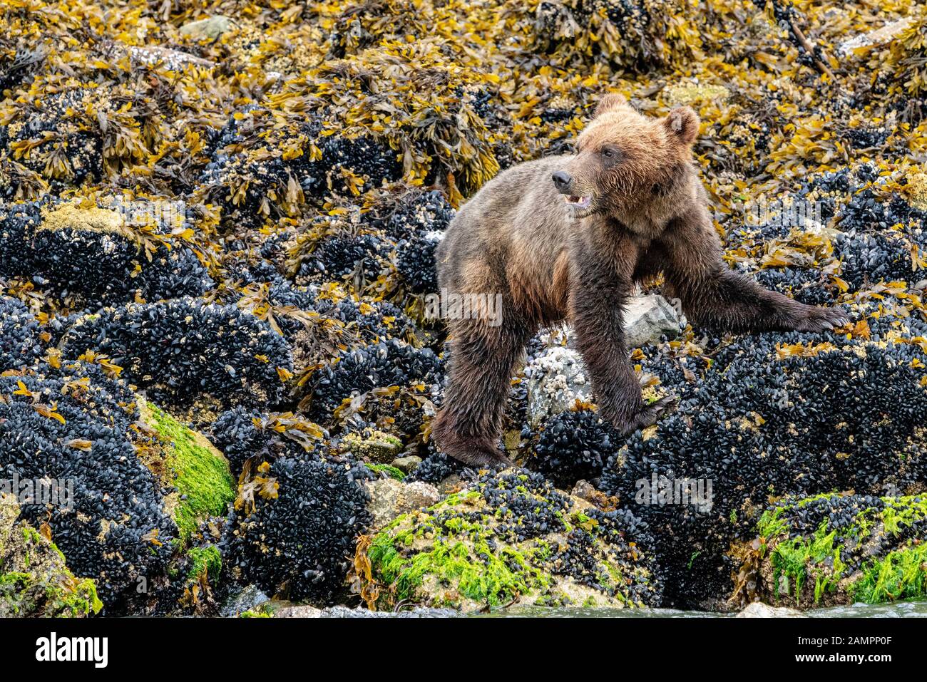 Grizzly Bear Cub auf der Suche nach seiner Mutter entlang der niedrigen Tideline in Knight Inlet, First Nations Territory, British Columbia, Kanada. Stockfoto