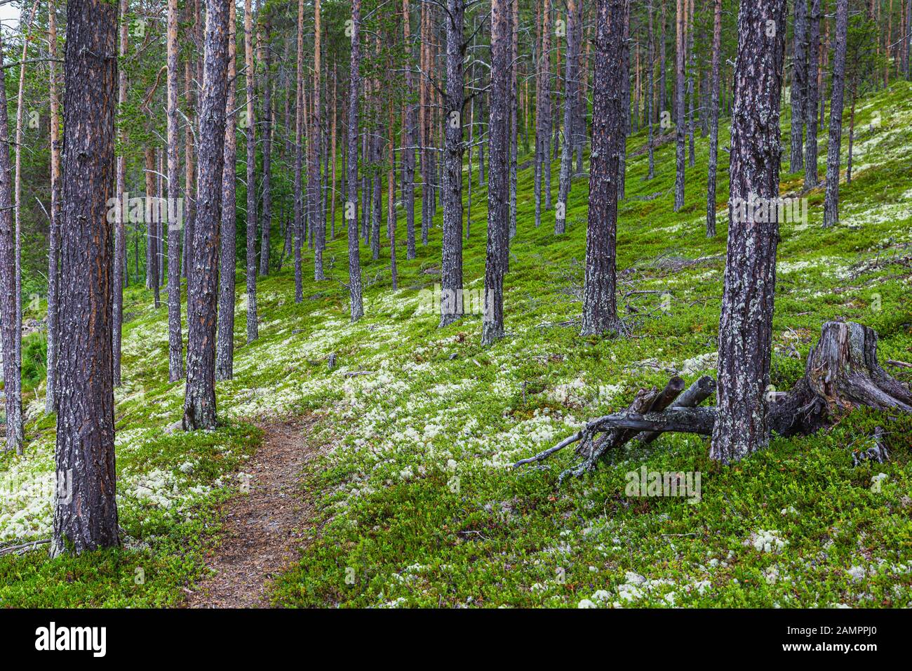 Waldlandschaft weißes Rentiermoos (Cladonia stellaris), wichtige Nahrungsquelle in arktischen Regionen für Rentiere und Karibou in den Wintermonaten Stockfoto