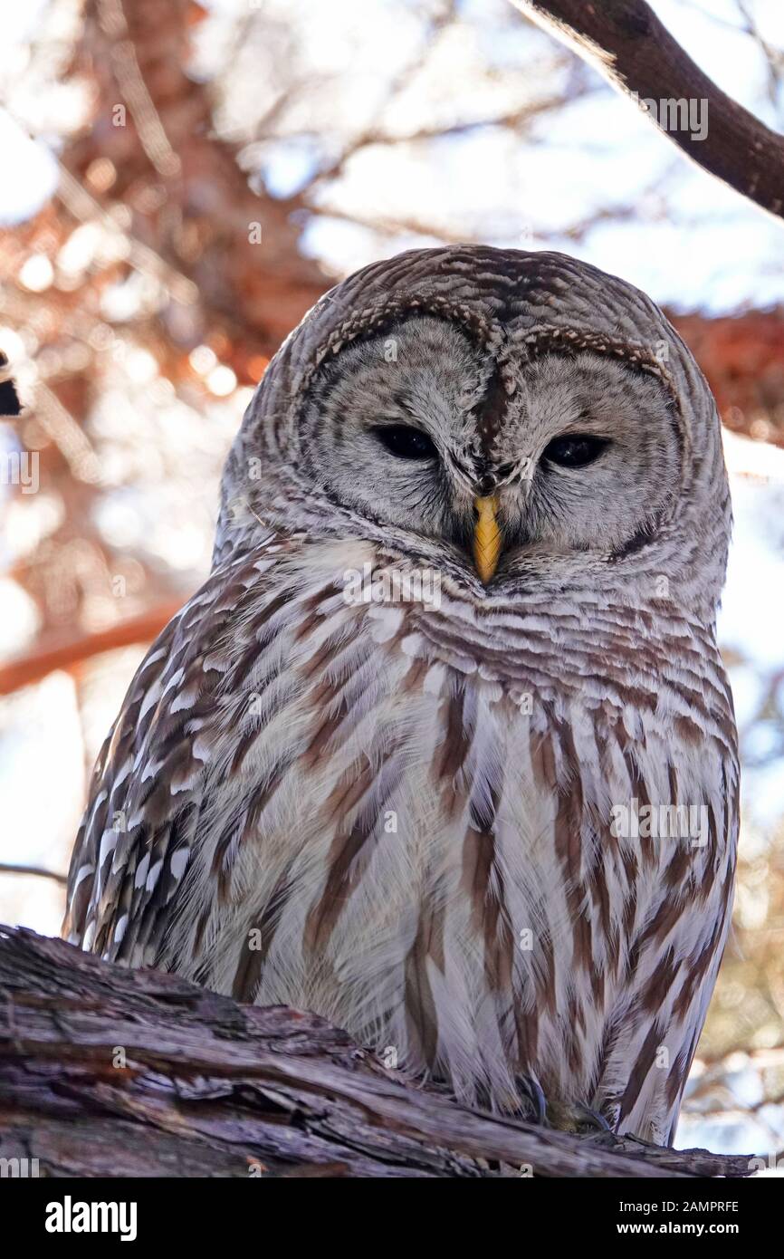 Eine ausgewachsene, versperrte Eule erwartet einen Einbruch der Dunkelheit, damit sie jagen kann, die in einem Wacholderbaum im Zentrum von Oregon thront. Stockfoto