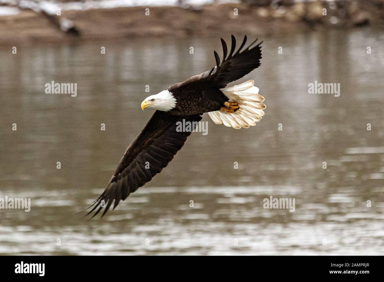 Ein Weißkopfseeadler jagt am Montag, 13. Januar 2019, über den Iowa River im Stadtzentrum von Iowa City. Stockfoto