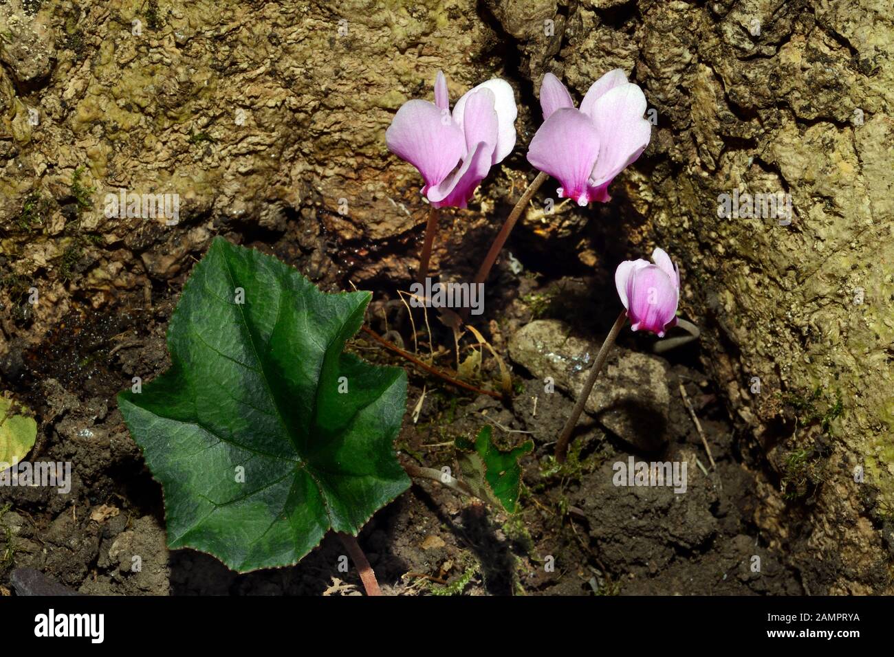 Das Cyclamen cilicium (türkisches hartes Cyclamen) ist im Nadelwald im Taurusgebirge der Südtürkei heimisch. Stockfoto