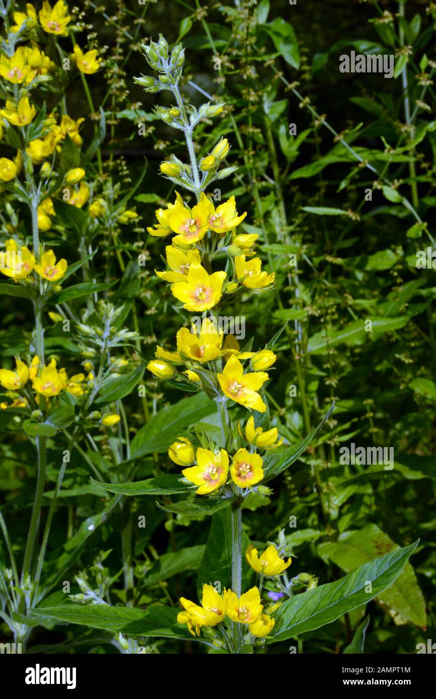 Lysimachia punctata (punktierte Lockestrife) ist in SE Europa und im Kaukasus heimisch, wo sie in der Nähe von Wasser, in Graben, Sümpfen, Moore und Sümpfen wächst. Stockfoto