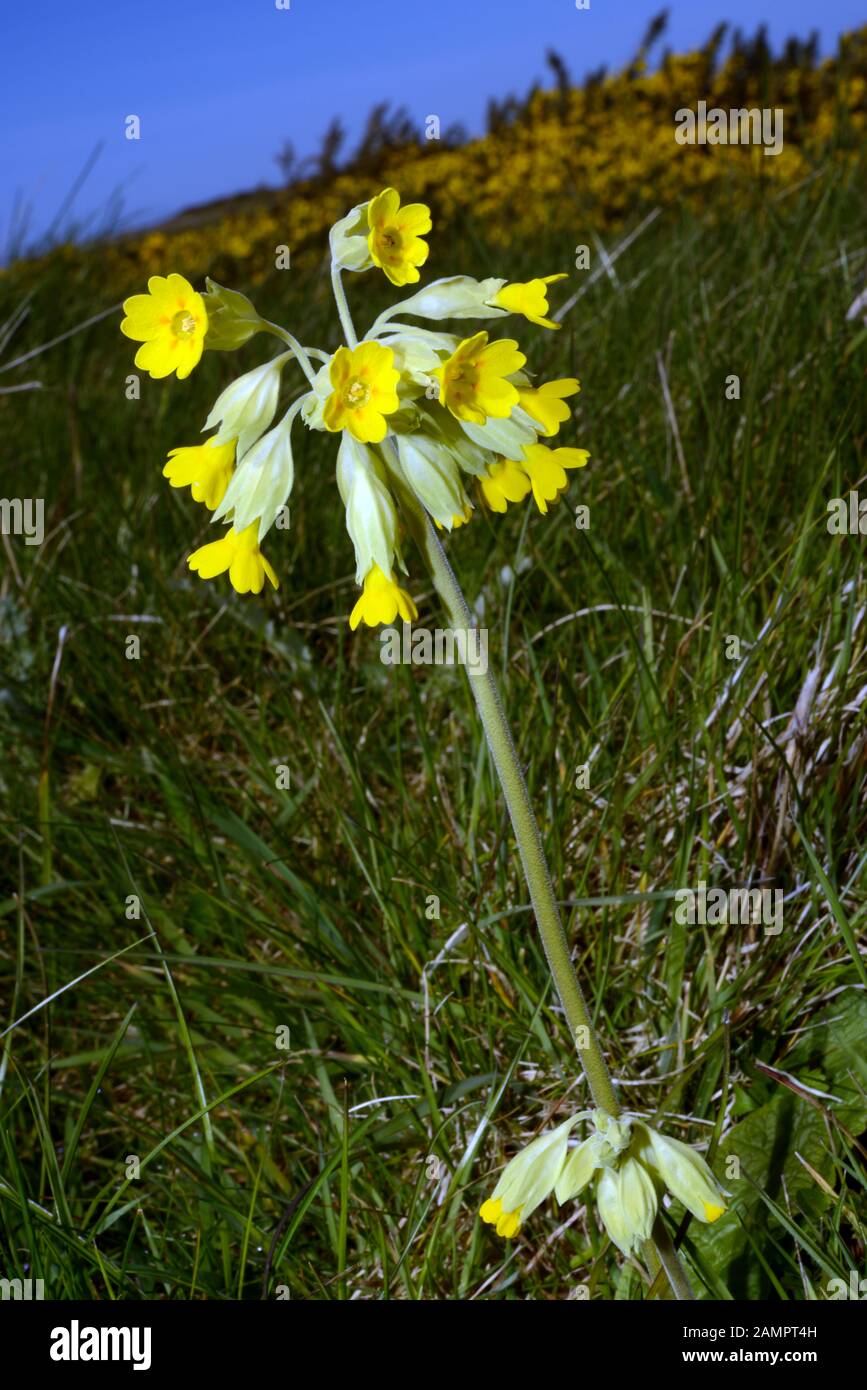 Primula veris (Cowslip) ist in den meisten gemäßigten Ländern Europas und Westasiens heimisch und wächst auf offenen Feldern, Wiesen, Küstendünen und Klippen. Stockfoto