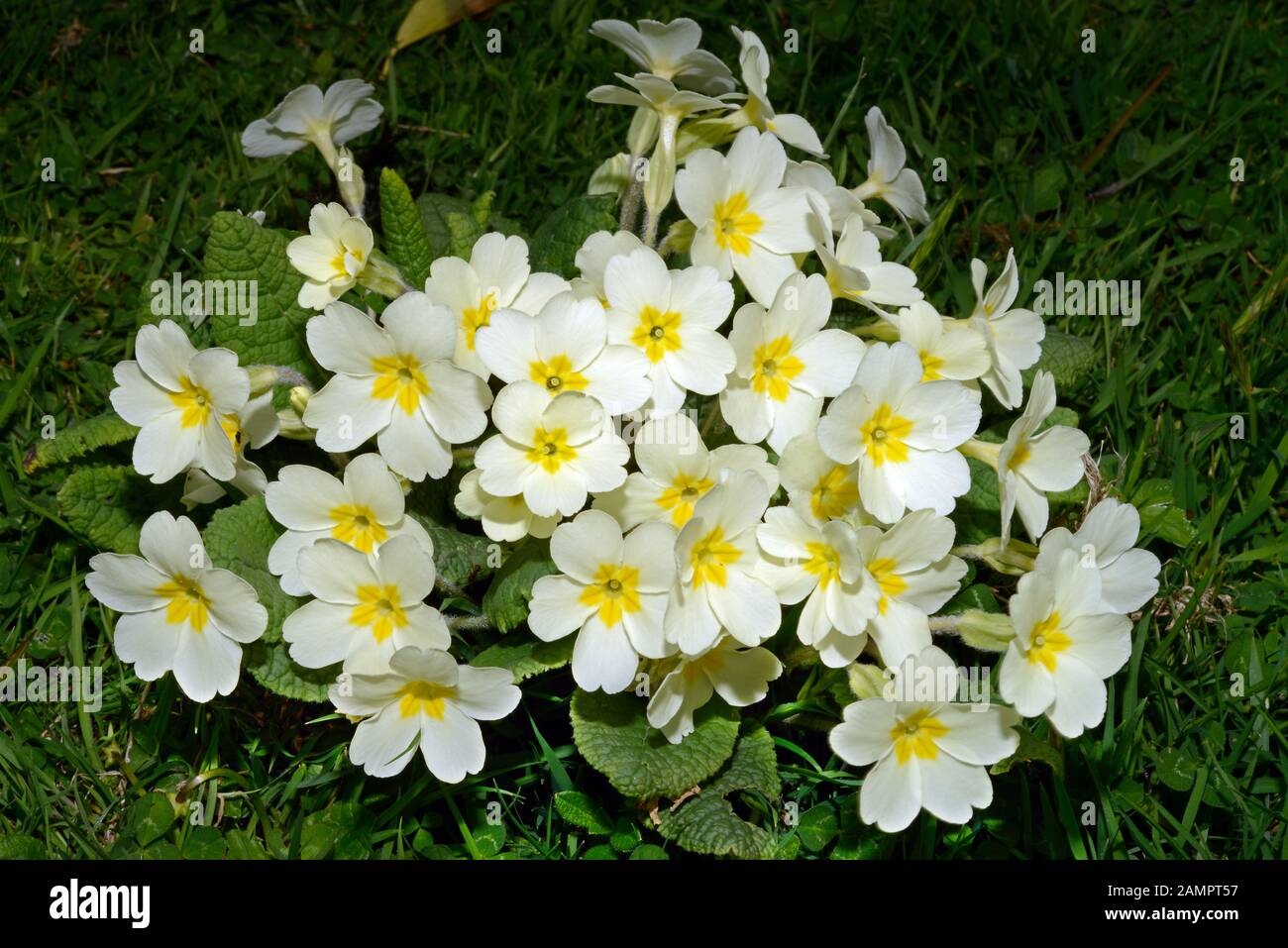 Primula vulgaris (Primrose) ist in Europa, Nordwestafrika und Südwestasien heimisch und wächst in offenen Gehölzen und schattigen Hecken. Stockfoto