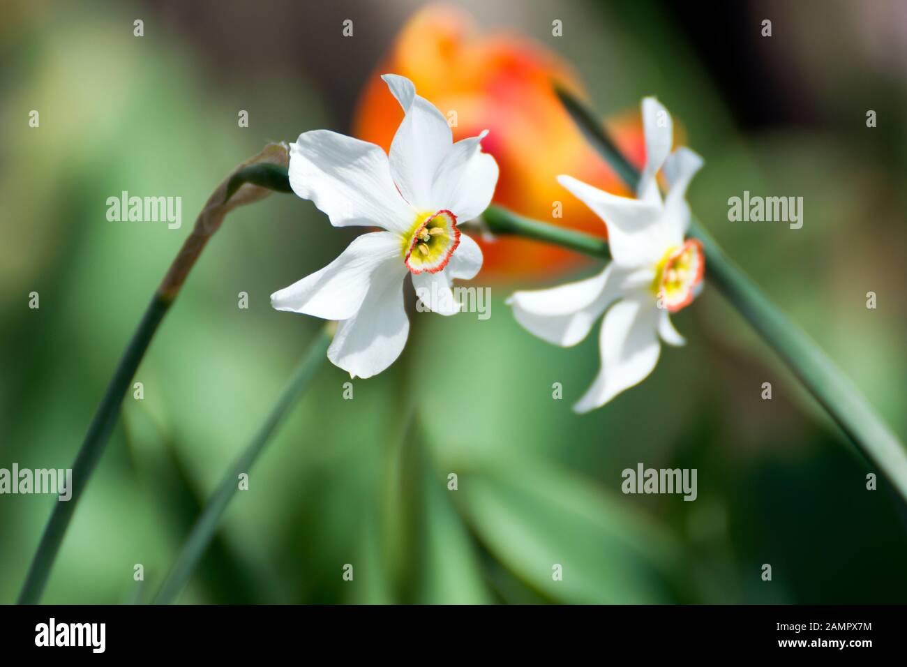 Schöne, rein weiße Frühlingsblumen im Profil fotografiert. Sie werden Narzissus poeticus oder Dichternarzisse genannt. Eine rote Tulpe wird in Bokeh gefangen. Stockfoto