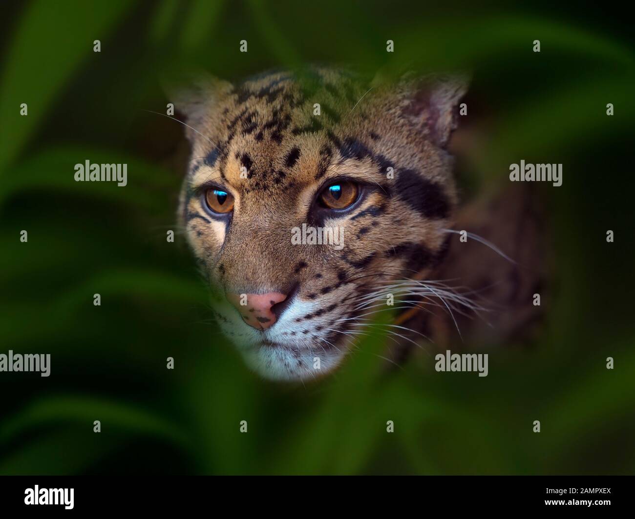 Nebelparder Neofelis nebulosa Captive portrait Stockfoto