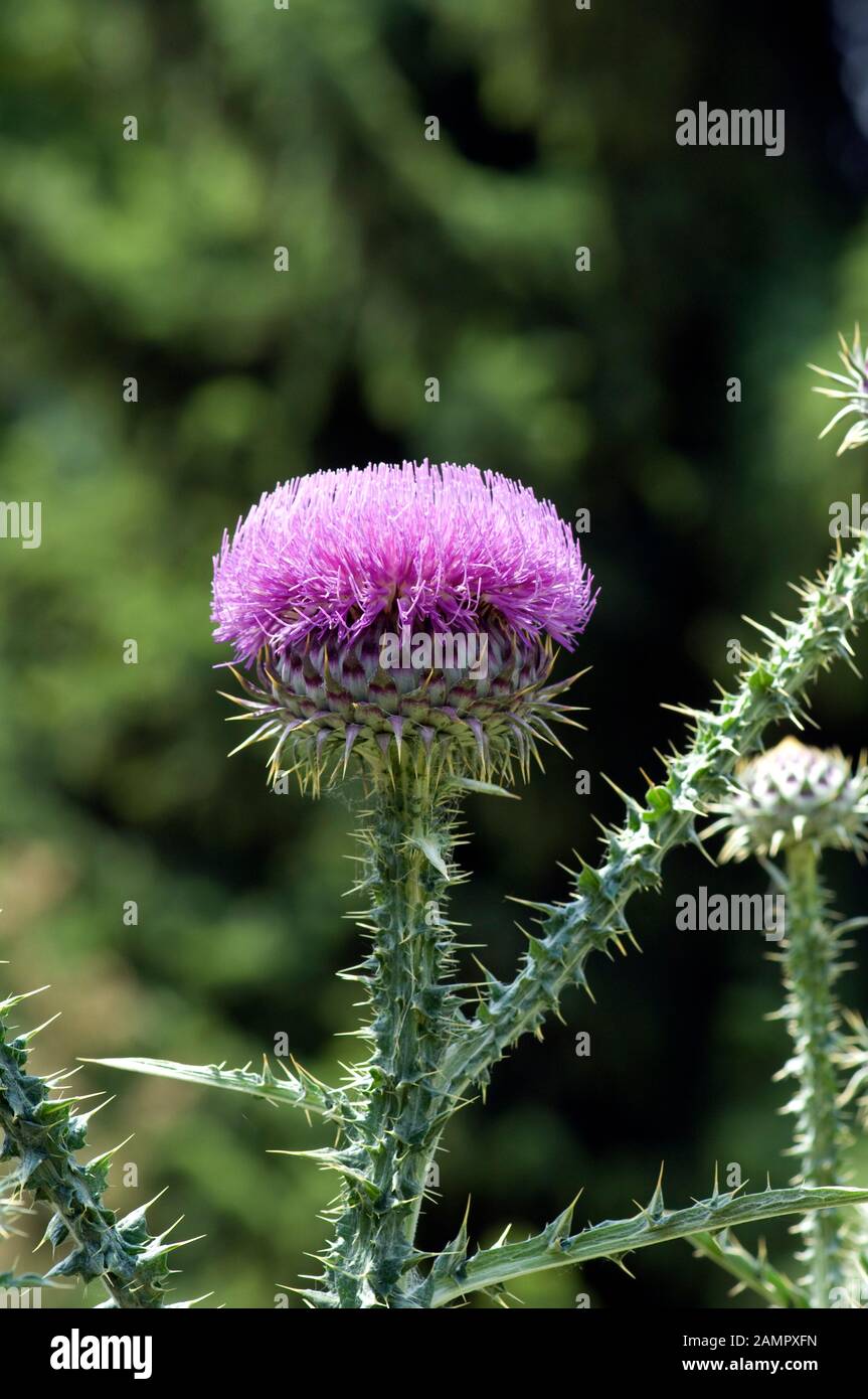 Eselsdistel, Onopordum acanthium, ist eine gute Heilpflanzen mit lila Blueten und wird viel in der Medizin verwendet. Sie wird von Bienen genutzt Stockfoto