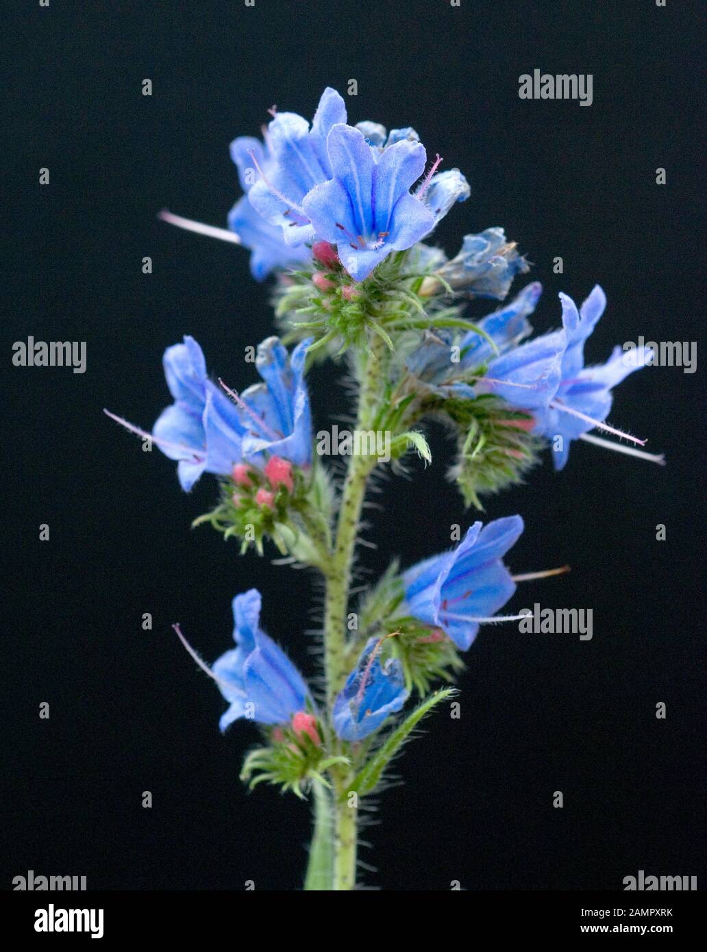 Natternkopf, Echium vulgare, ist eine gute Heil- und Medizinalpflanze und mit blauen Blauen. Schlangenkopf Echium vulgare ist ein wichtiges medicina Stockfoto
