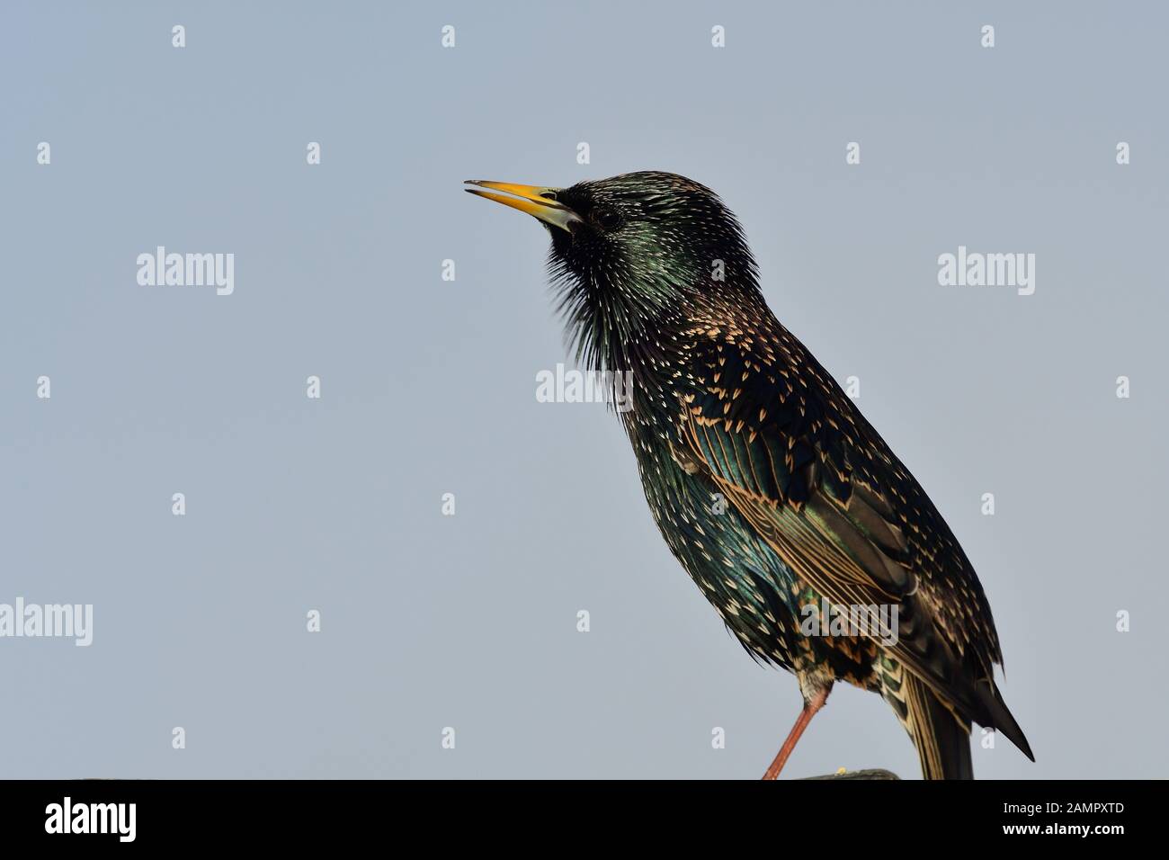 Porträt einer gemeinsamen Star (Sturnus vulgaris) auf eine Dachrinne Stockfoto
