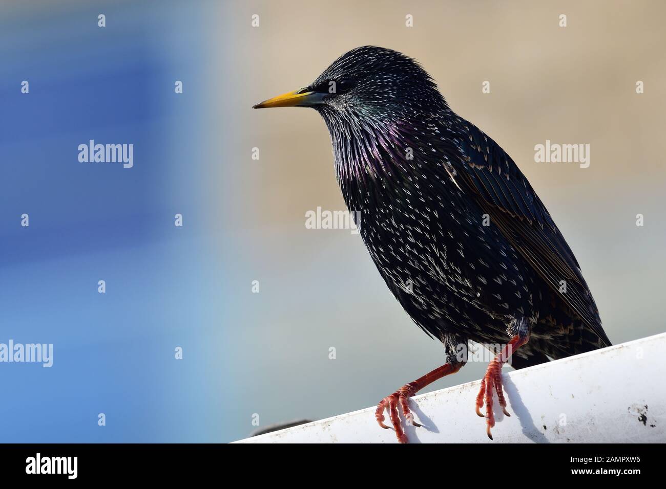 Porträt einer gemeinsamen Star (Sturnus vulgaris) auf eine Dachrinne Stockfoto