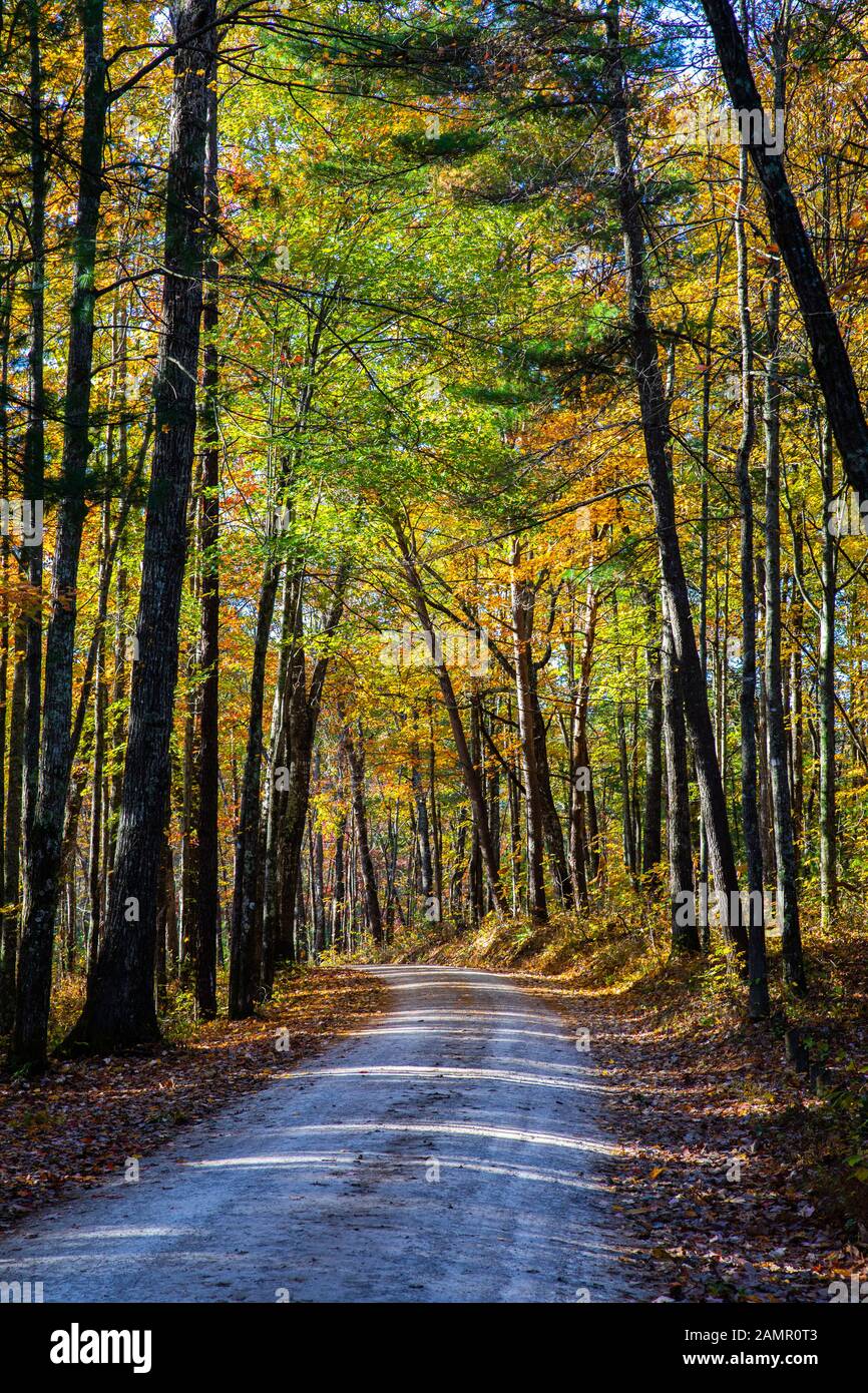 Eine ländliche Fahrbahn in einem Wald im Herbst. Stockfoto