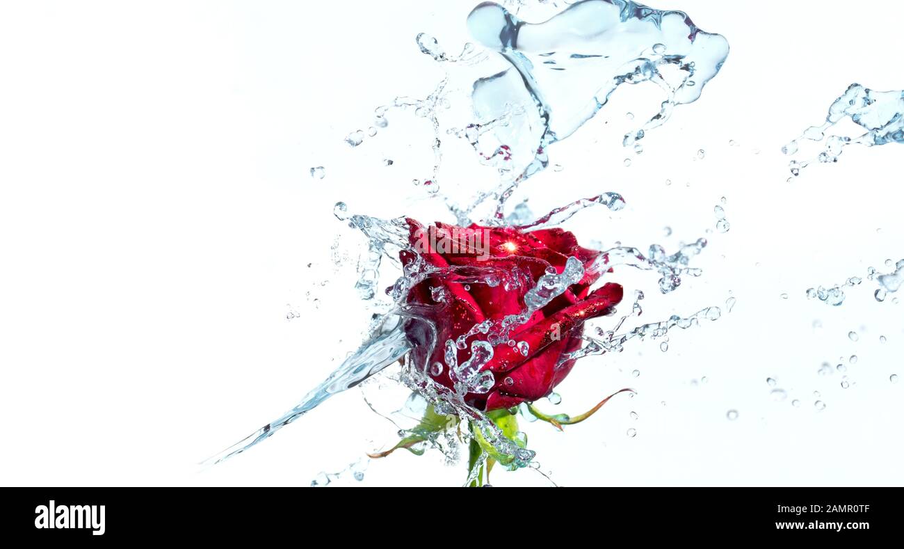 Rote Rose mit Wasserspritzer und Tropfen auf weißem Hintergrund. Ausgewählter Fokus, geringe Schärfentiefe. Stockfoto