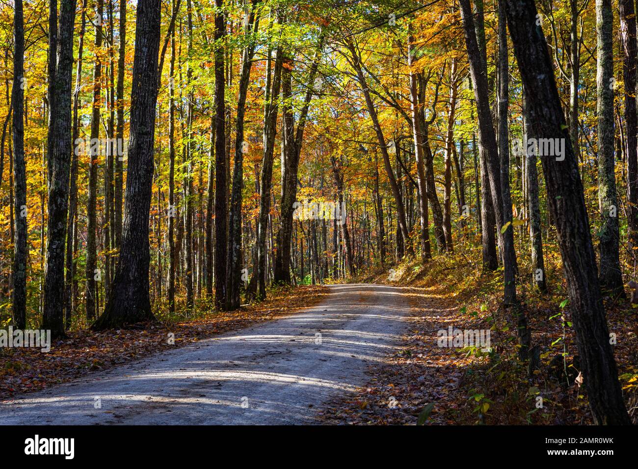 Eine ländliche Fahrbahn in einem Wald im Herbst. Stockfoto