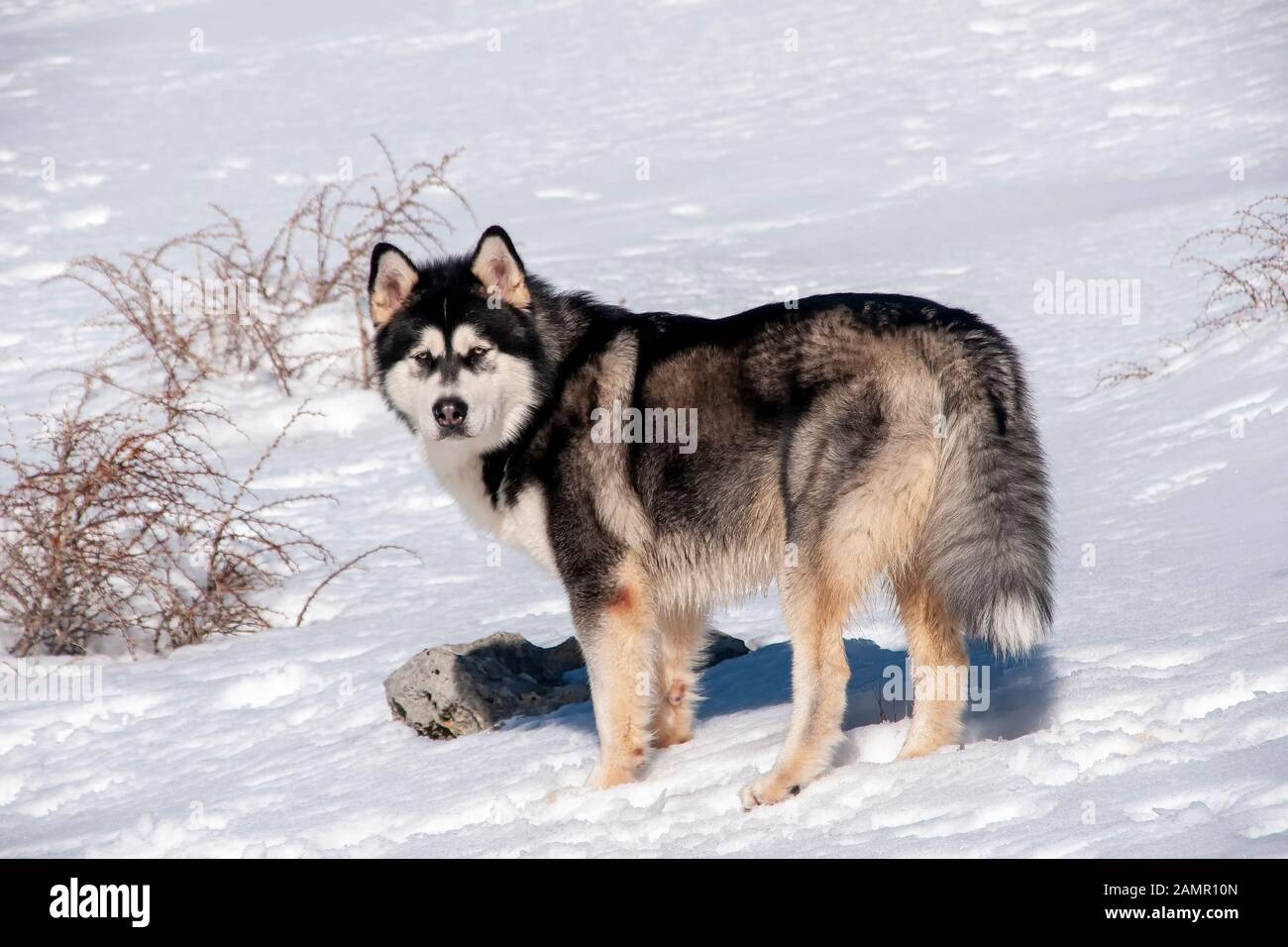 Schöne Alaskan Malamute in einer nebligen und verschneite Umgebung Stockfoto