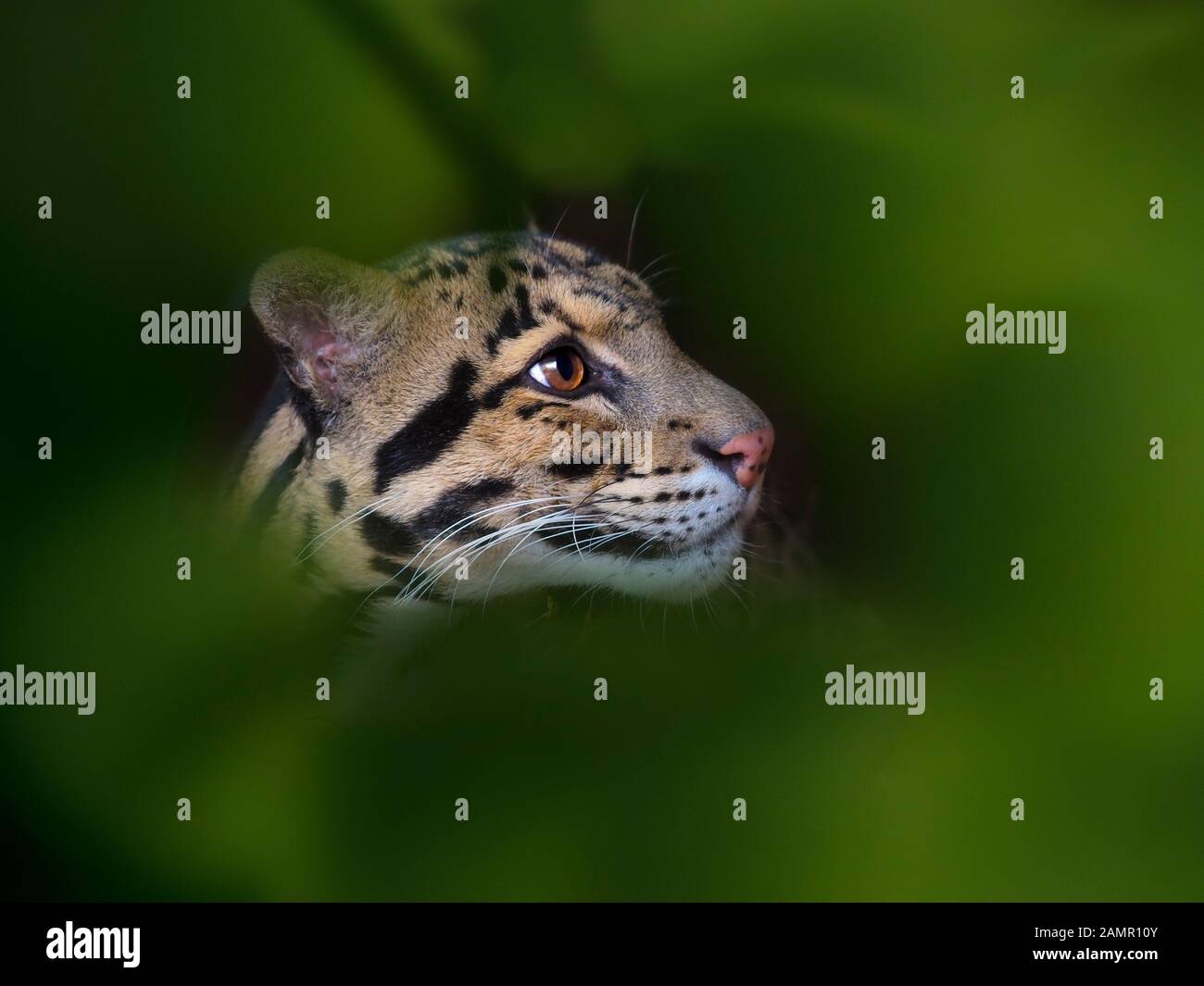 Nebelparder Neofelis nebulosa Captive portrait Stockfoto