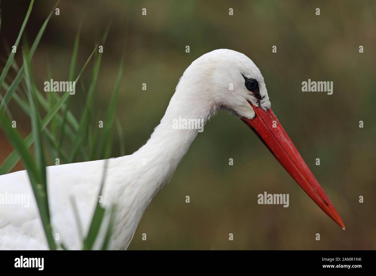 Porträt einer Weißstorch Close up II. Stockfoto